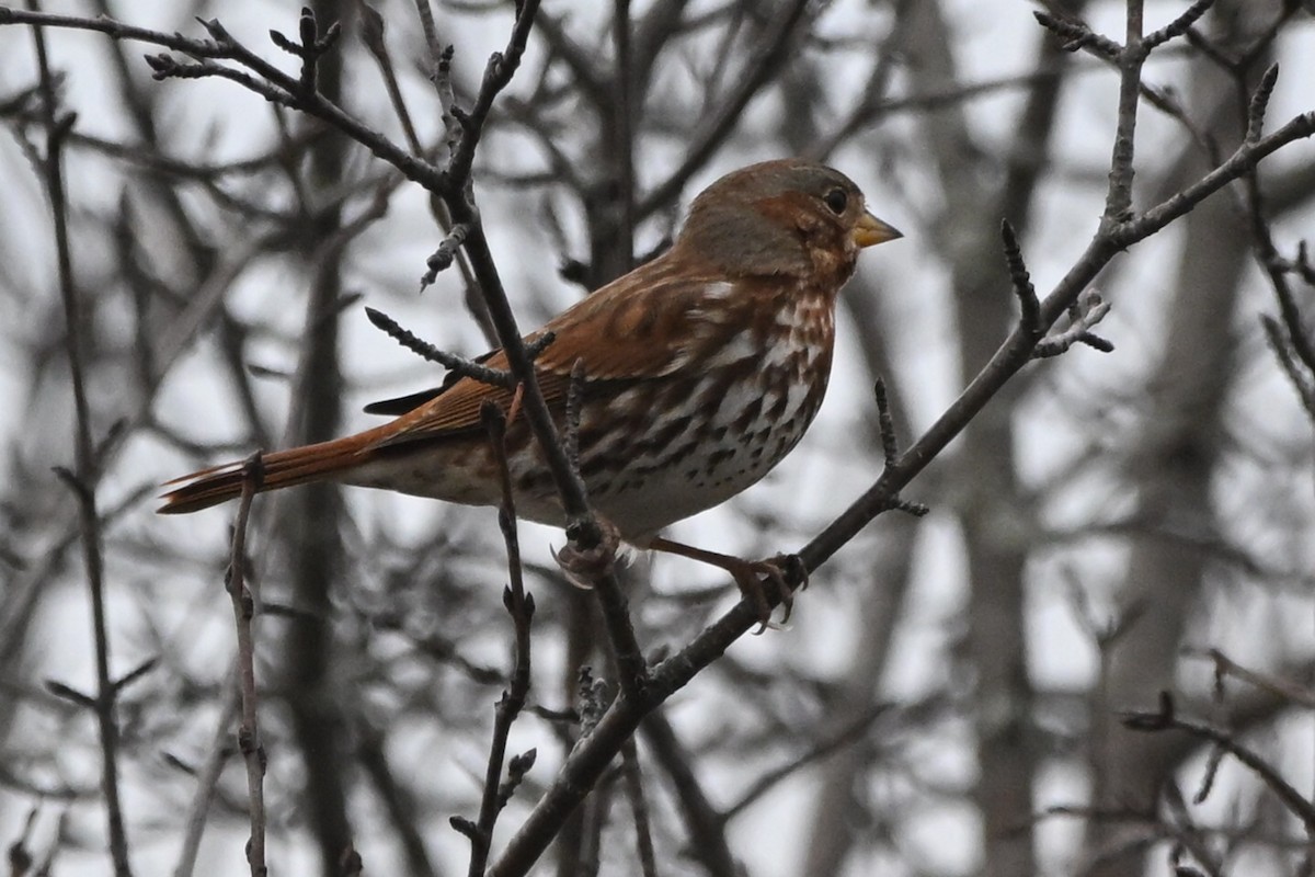 Fox Sparrow - ML644701057
