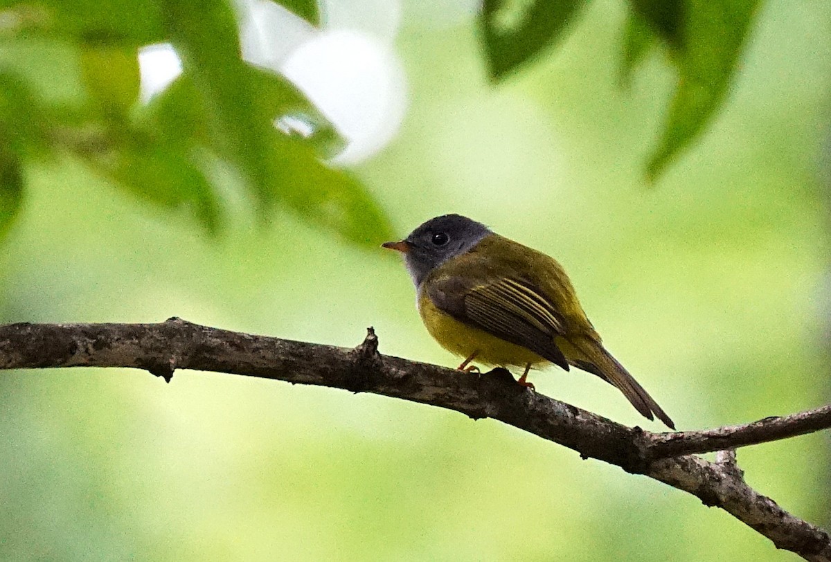 方尾鶲 - ML644701070