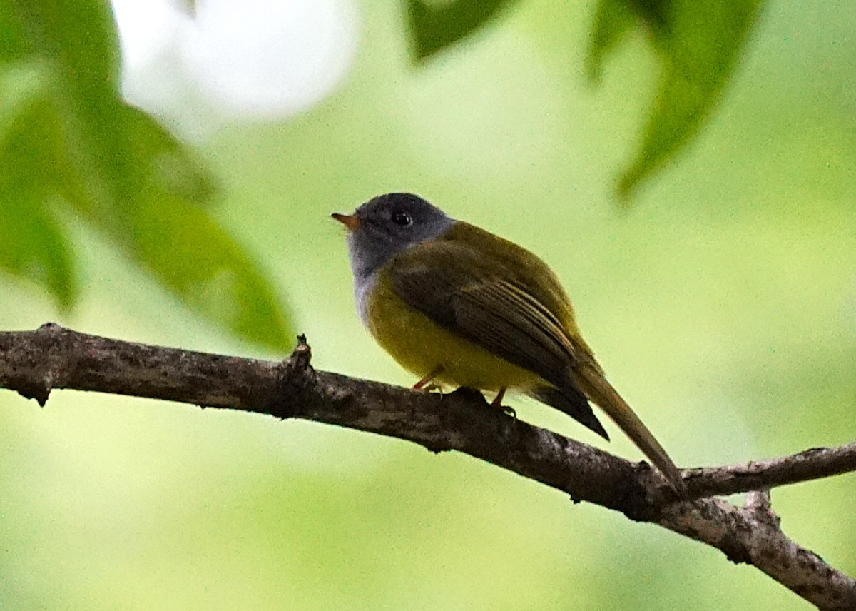 方尾鶲 - ML644701074