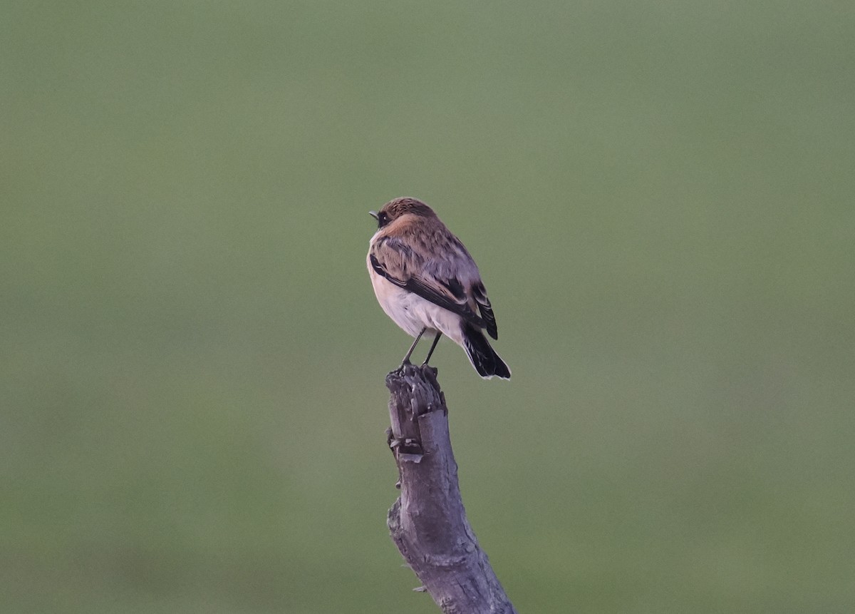 bramborníček sibiřský - ML644701081