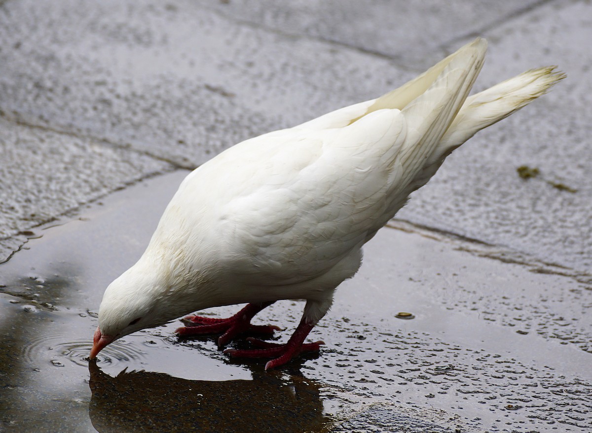 Felsentaube (Straßentaube) - ML644701082
