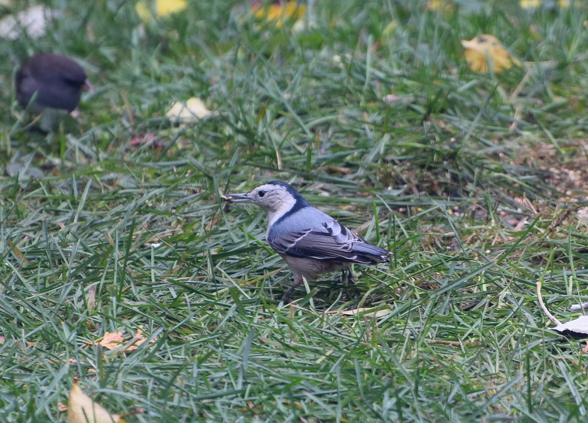 White-breasted Nuthatch (Eastern) - ML644701106