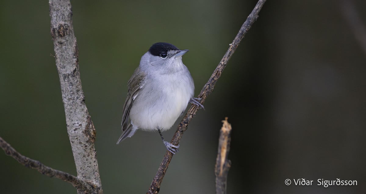 Txinbo kaskabeltza - ML644701111