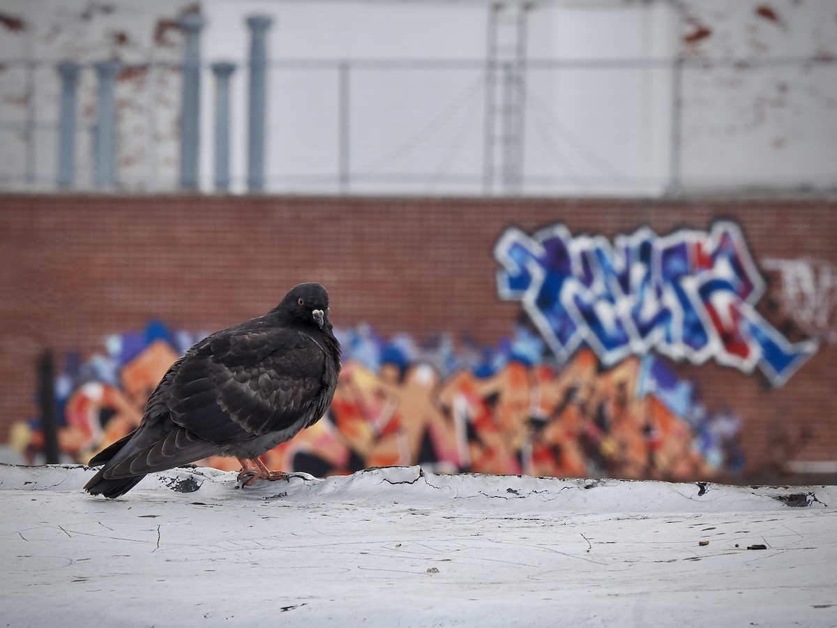 Felsentaube (Straßentaube) - ML644701127