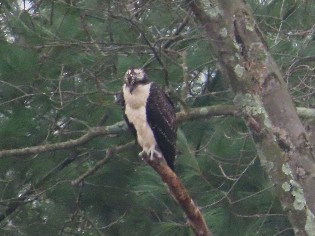 Osprey - ML644701128