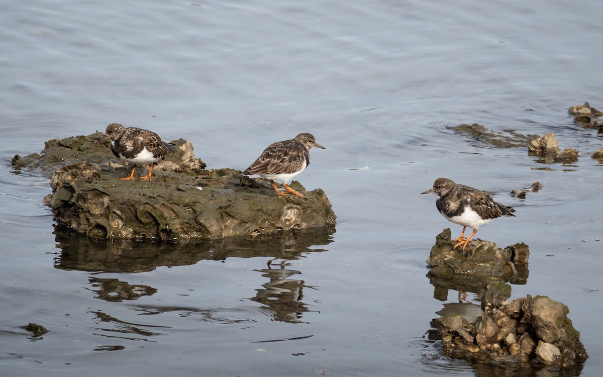 kamenáček pestrý - ML644701129