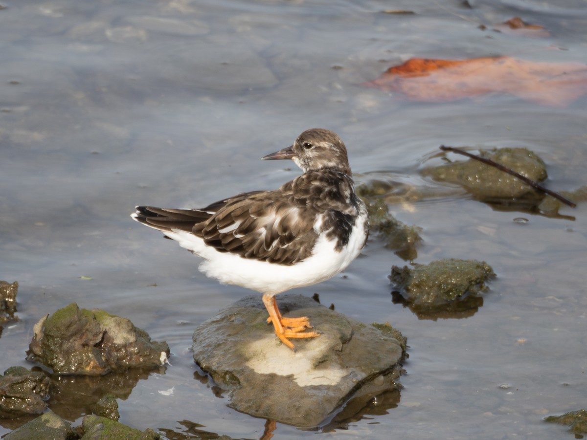 kamenáček pestrý - ML644701130