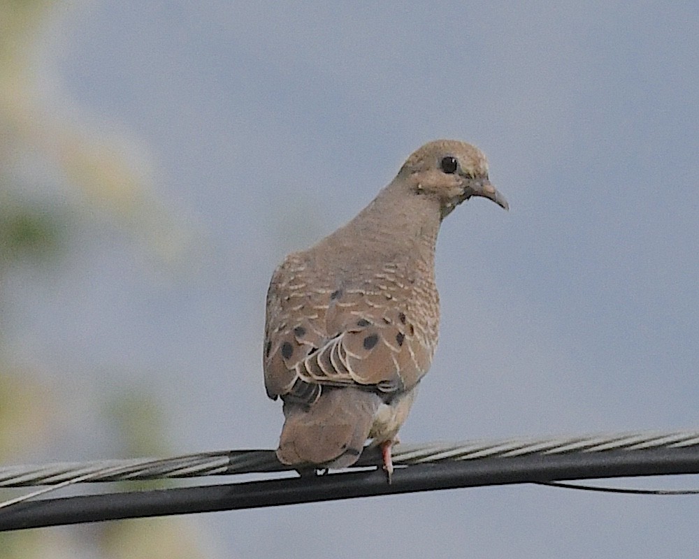 hrdlička černouchá - ML644701139