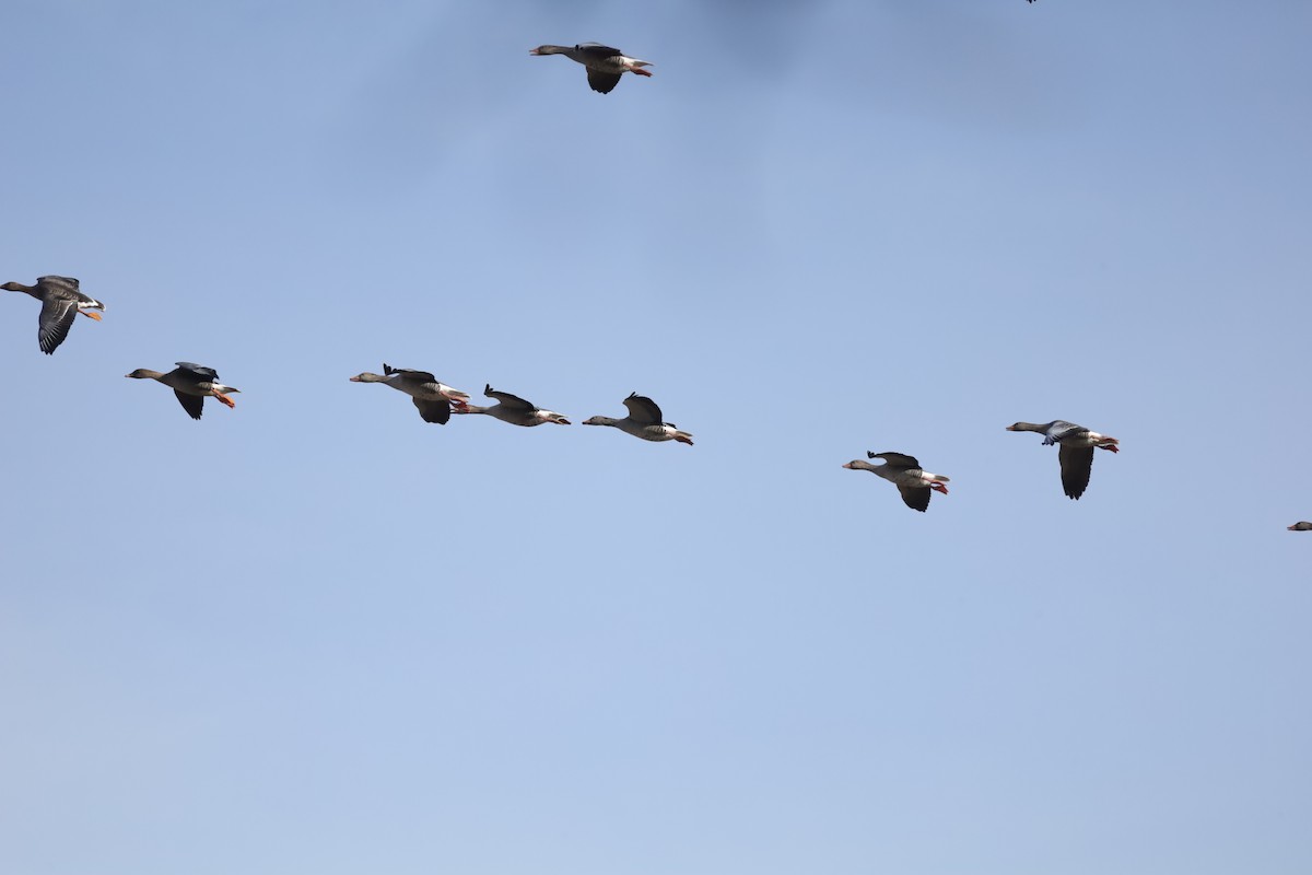 husa velká - ML644701141