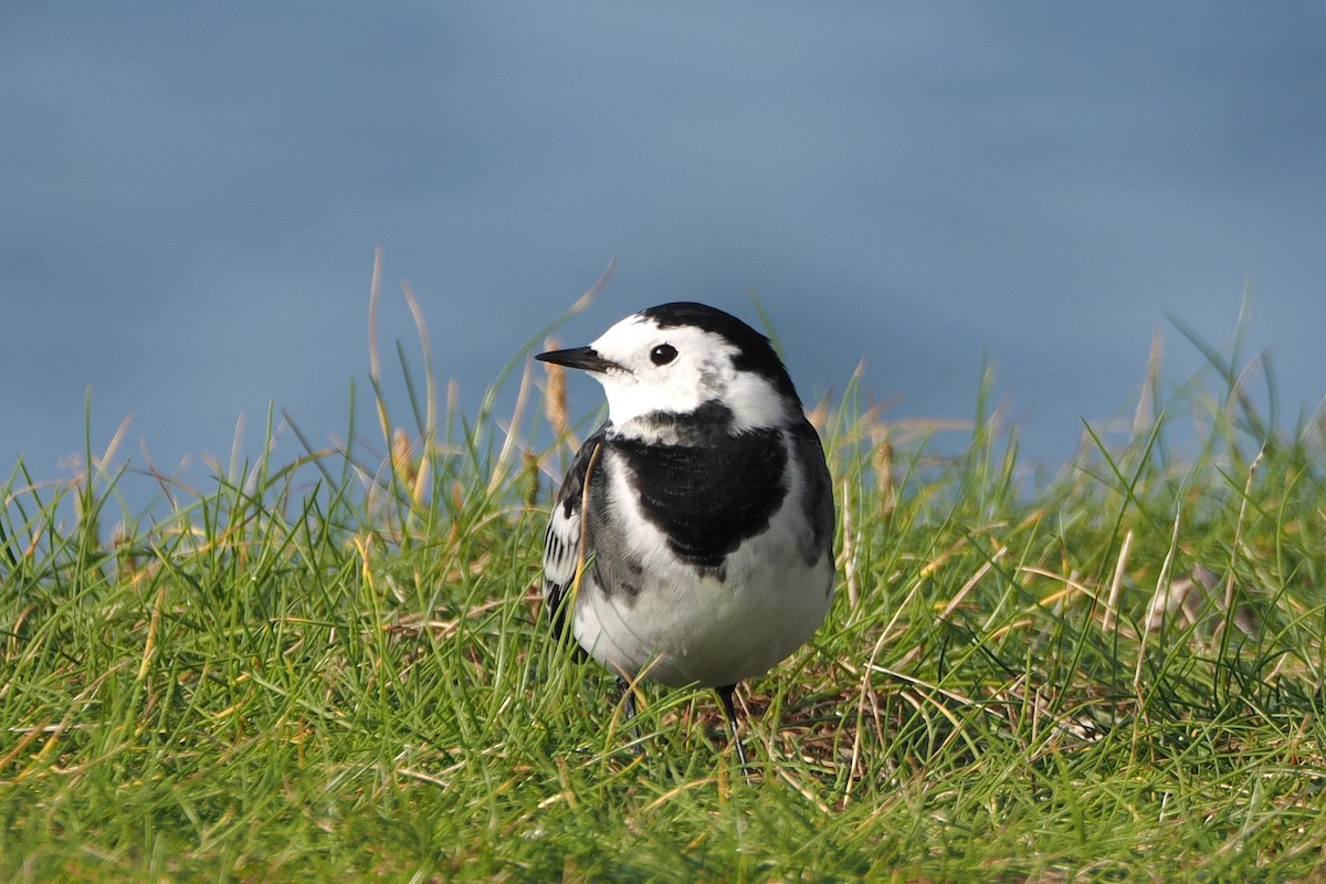 Lavandera Blanca (Enlutada) - ML644701145