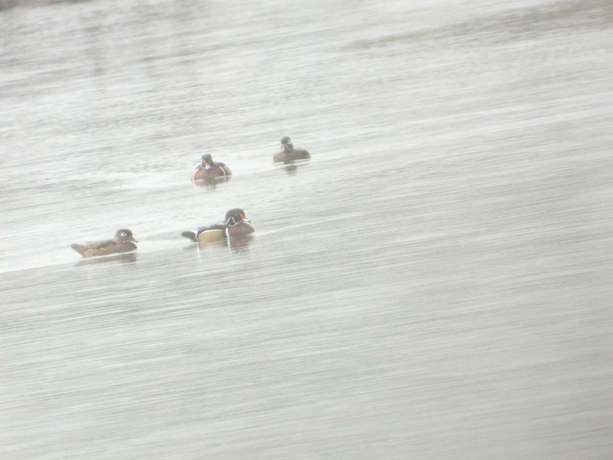 Каролінка - ML644701148