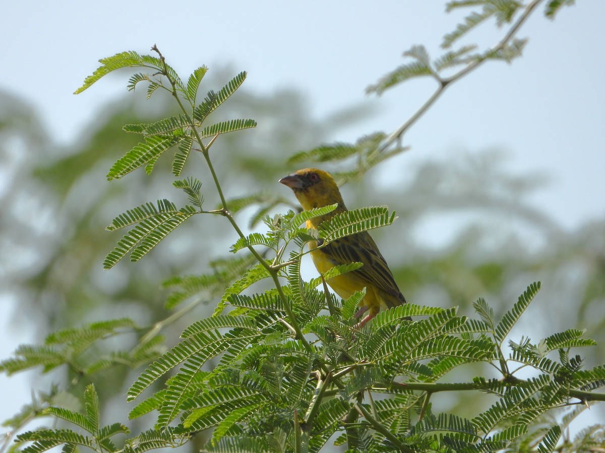 キイロハタオリ - ML644701151