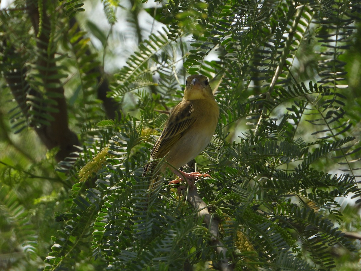 キイロハタオリ - ML644701152