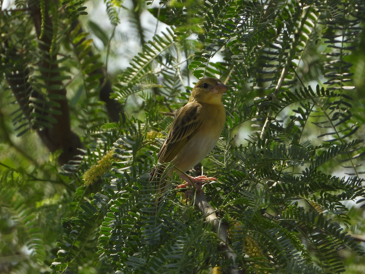 キイロハタオリ - ML644701153