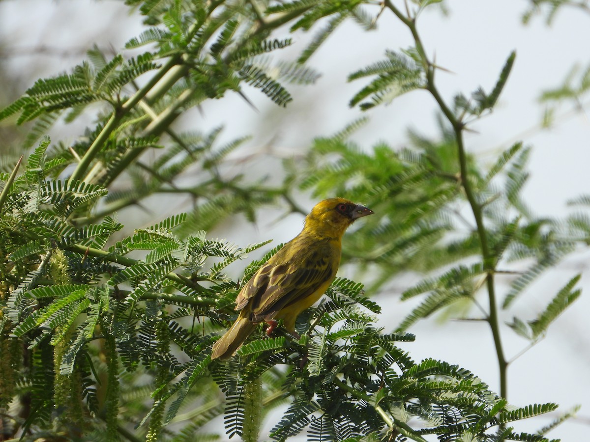 キイロハタオリ - ML644701154