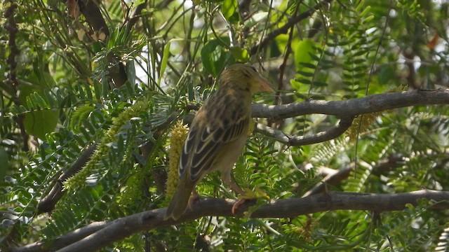 キイロハタオリ - ML644701158