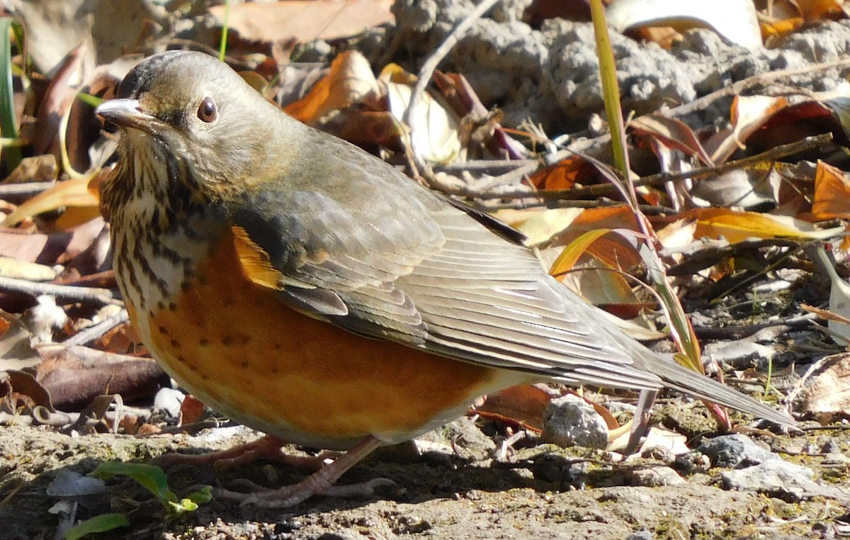 Gray-backed Thrush - ML644701160