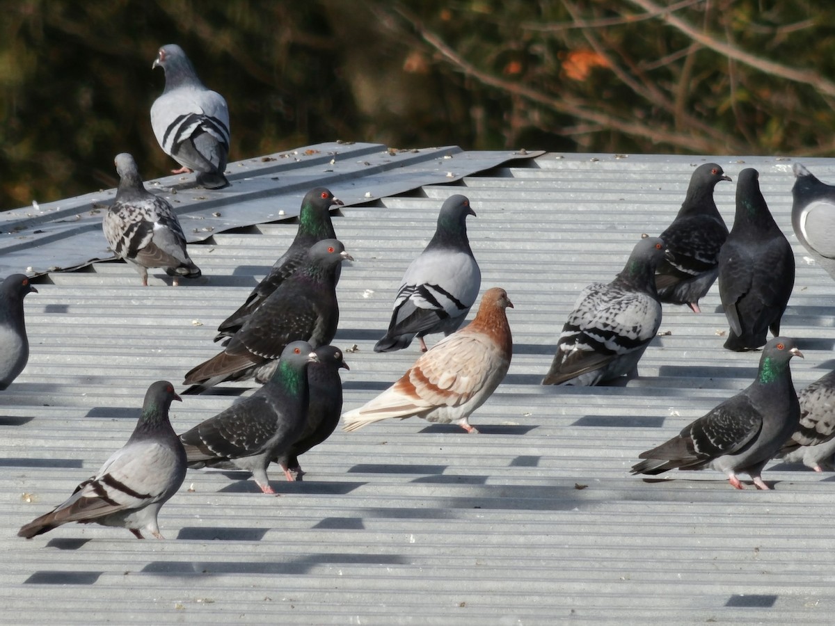 Felsentaube (Straßentaube) - ML644701170