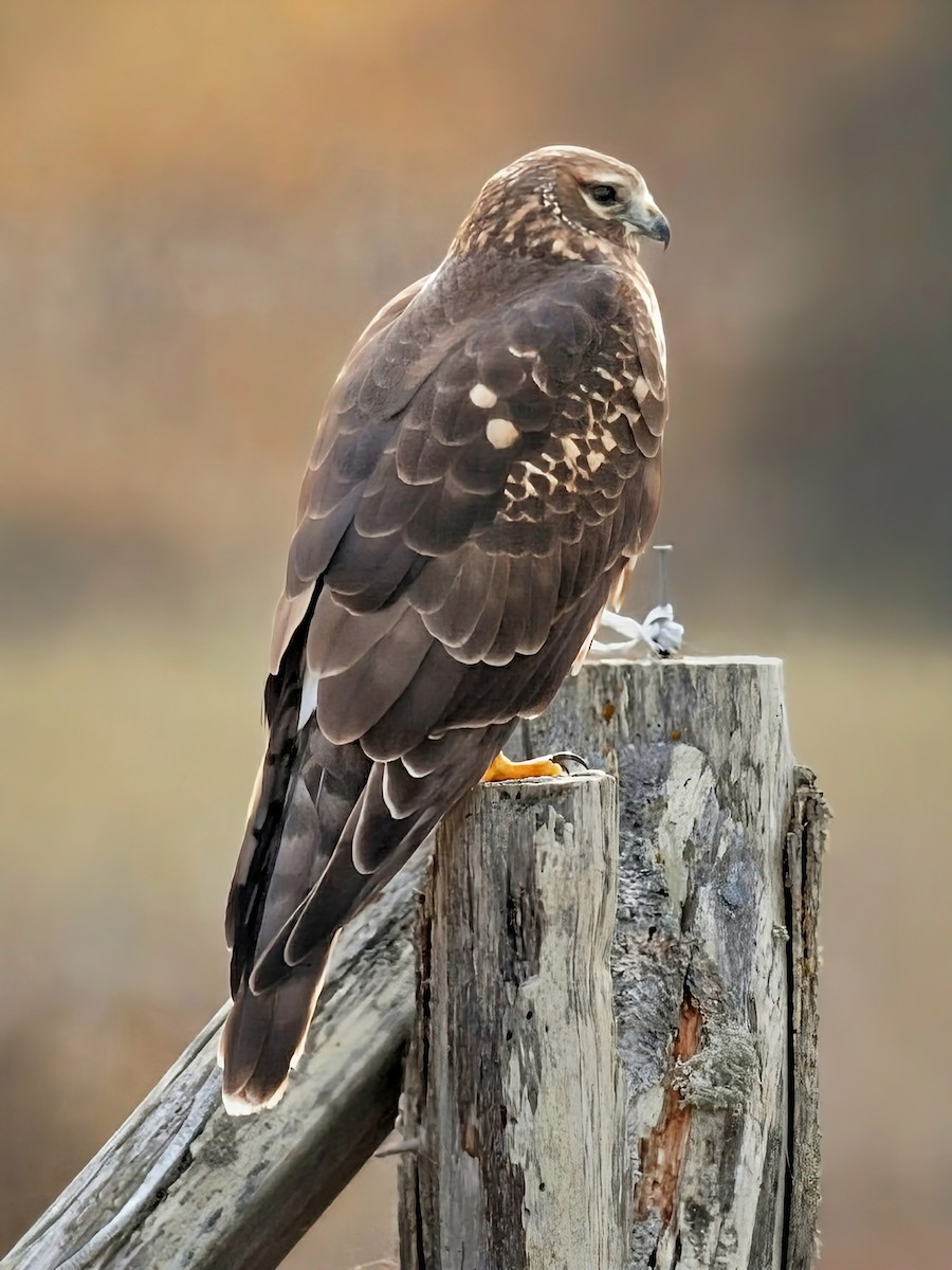 moták severoamerický - ML644701181