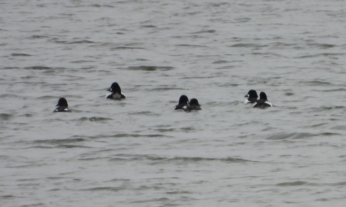 hohol severní - ML644701184