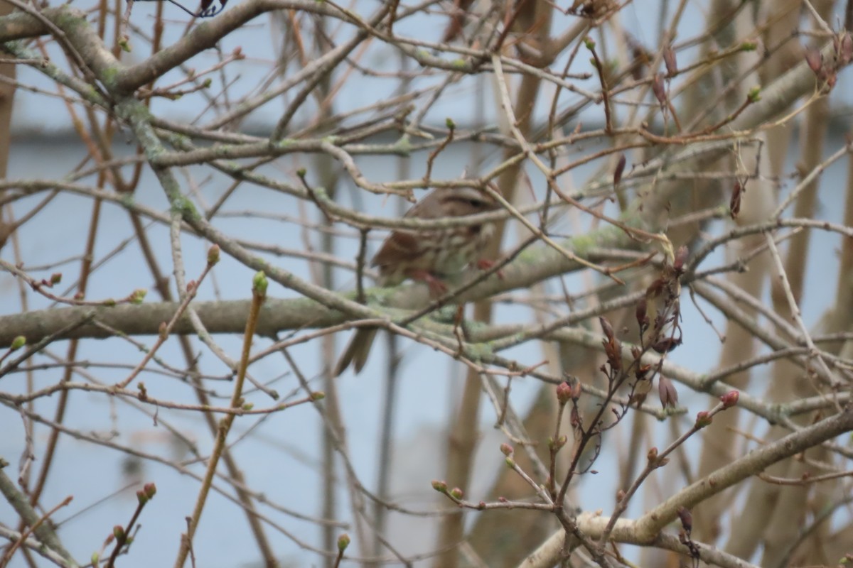 Song Sparrow - ML644701197