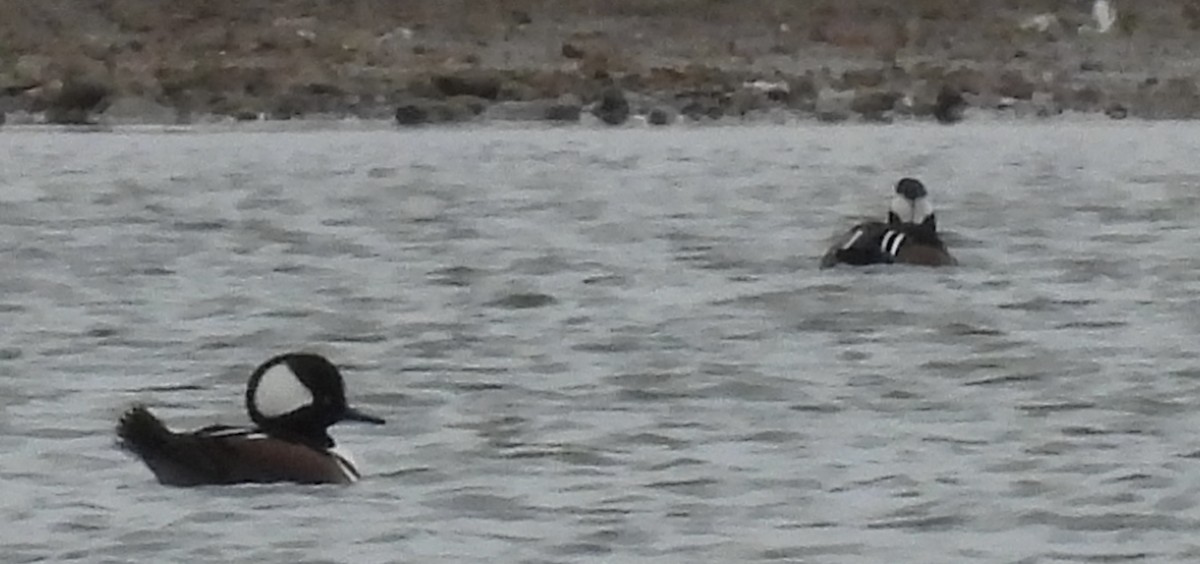 morčák chocholatý - ML644701203