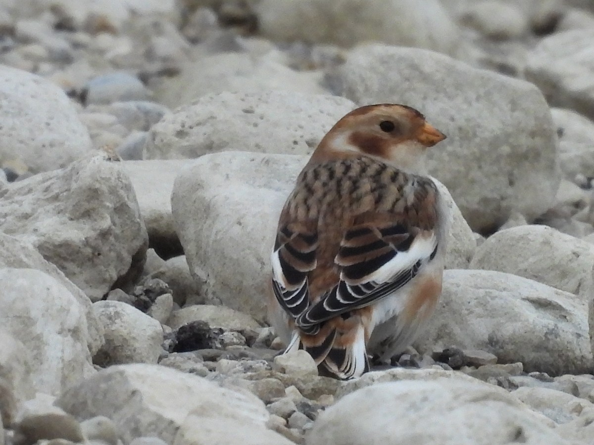 sněhule severní - ML644701221