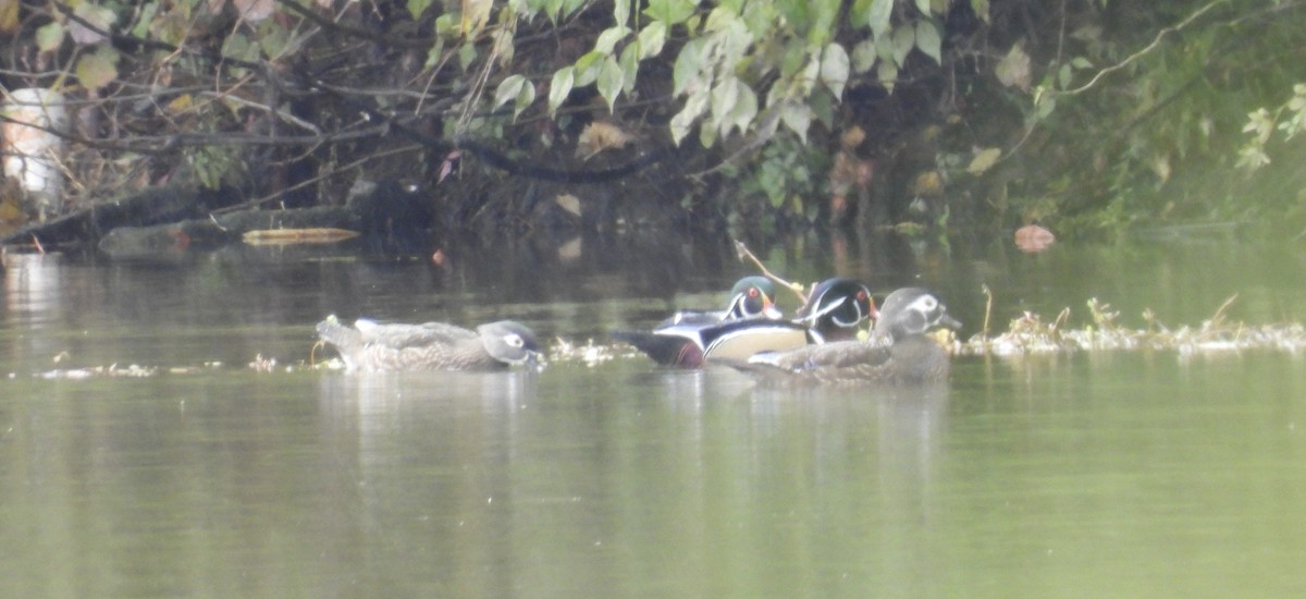 Каролінка - ML644701228