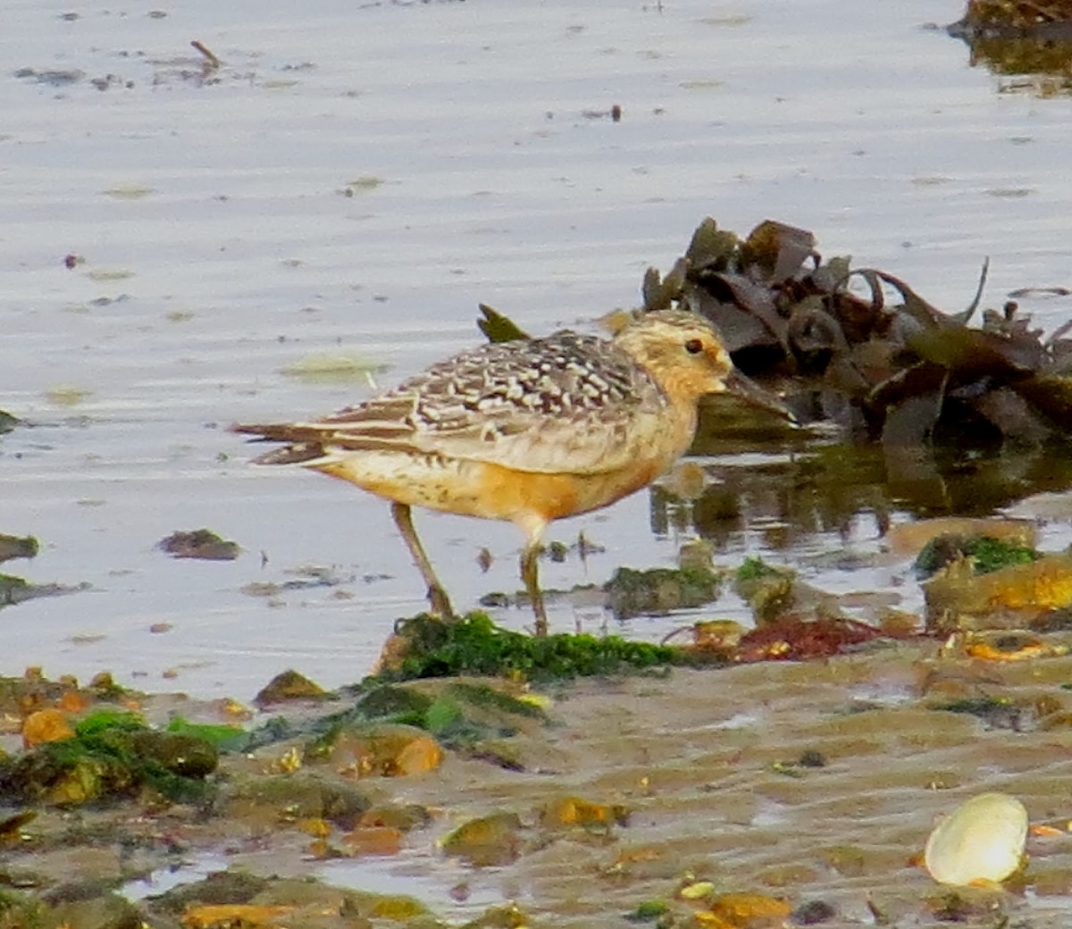 Red Knot - ML644701229