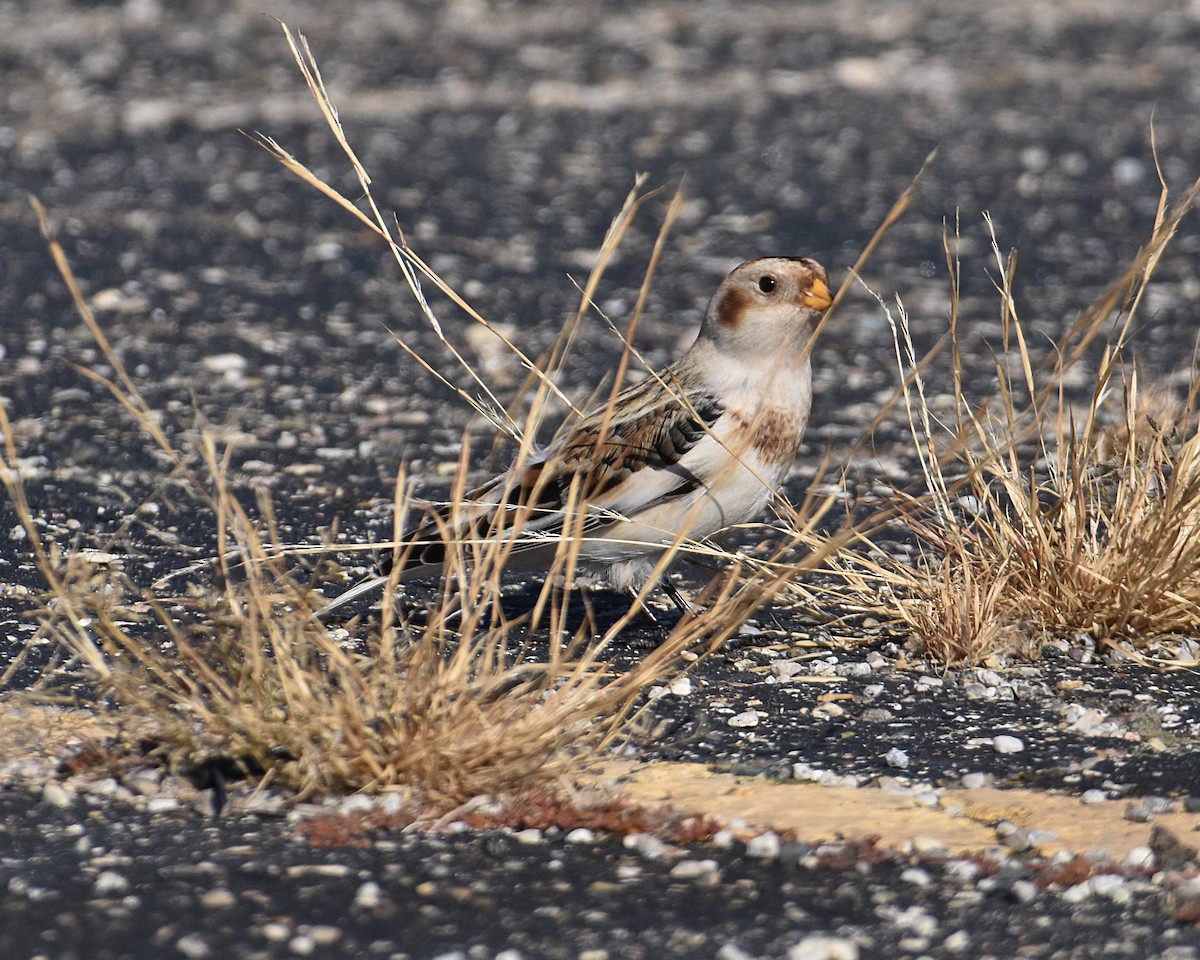 Snow Bunting - ML644701230