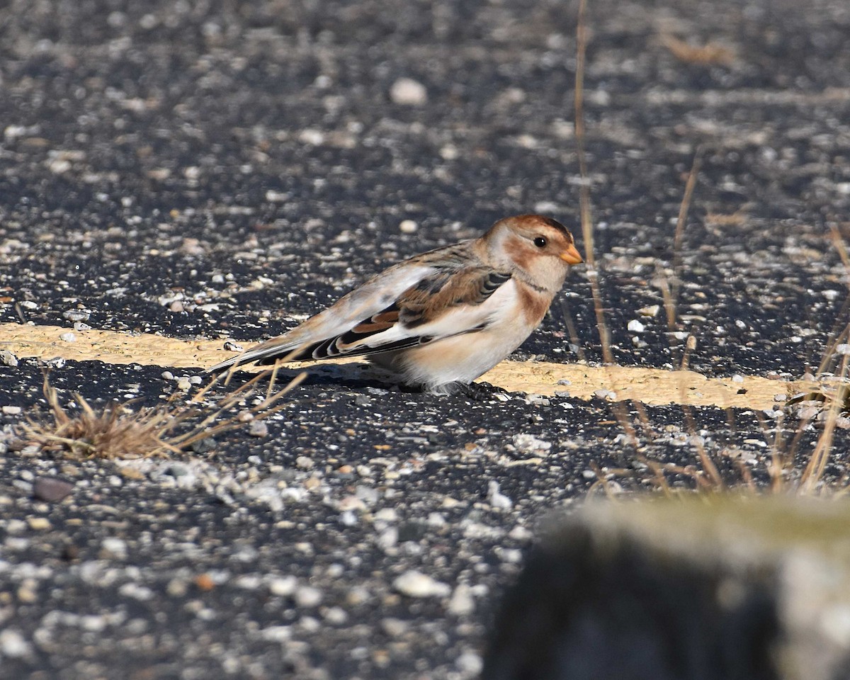 Snow Bunting - ML644701233