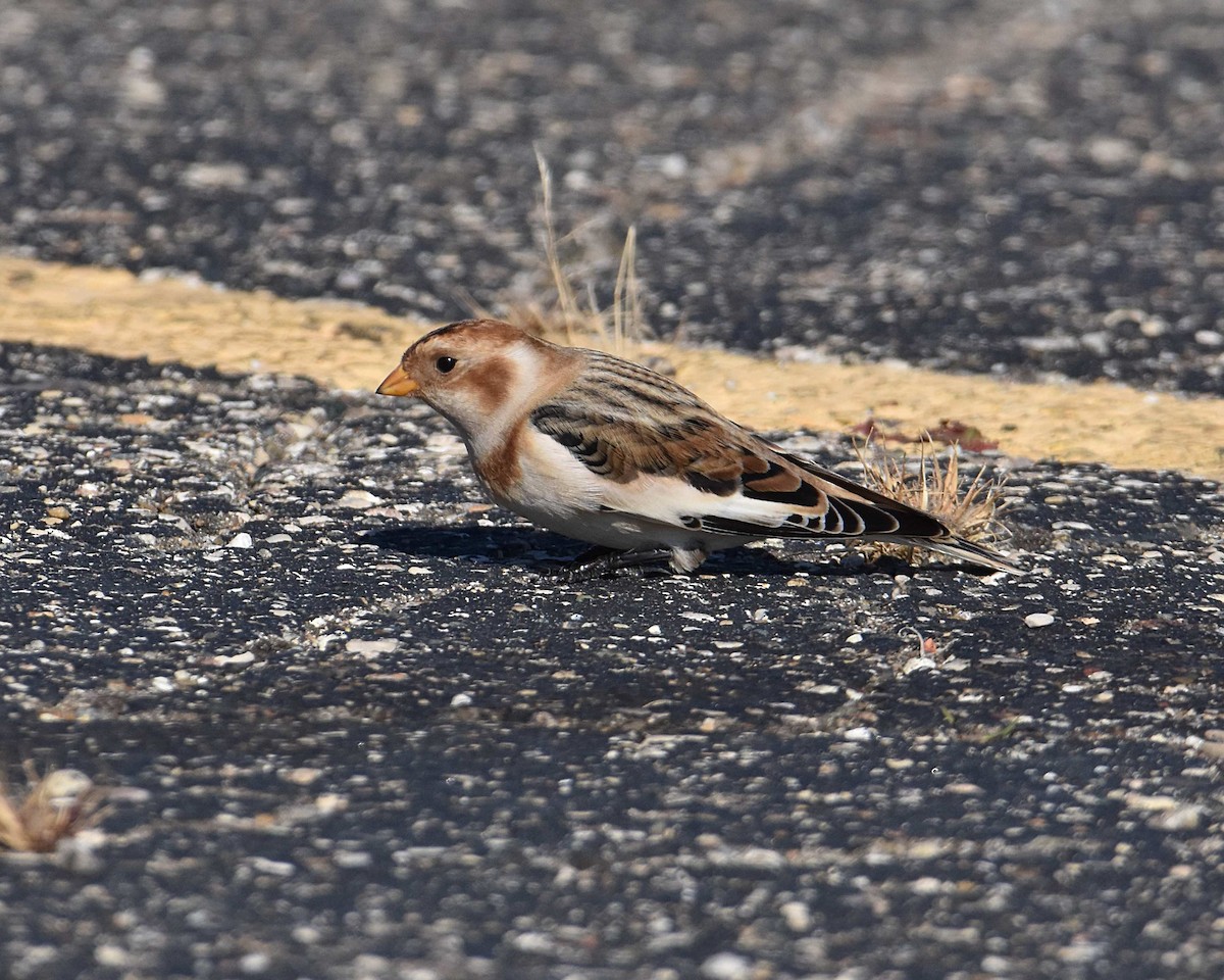 Snow Bunting - ML644701234