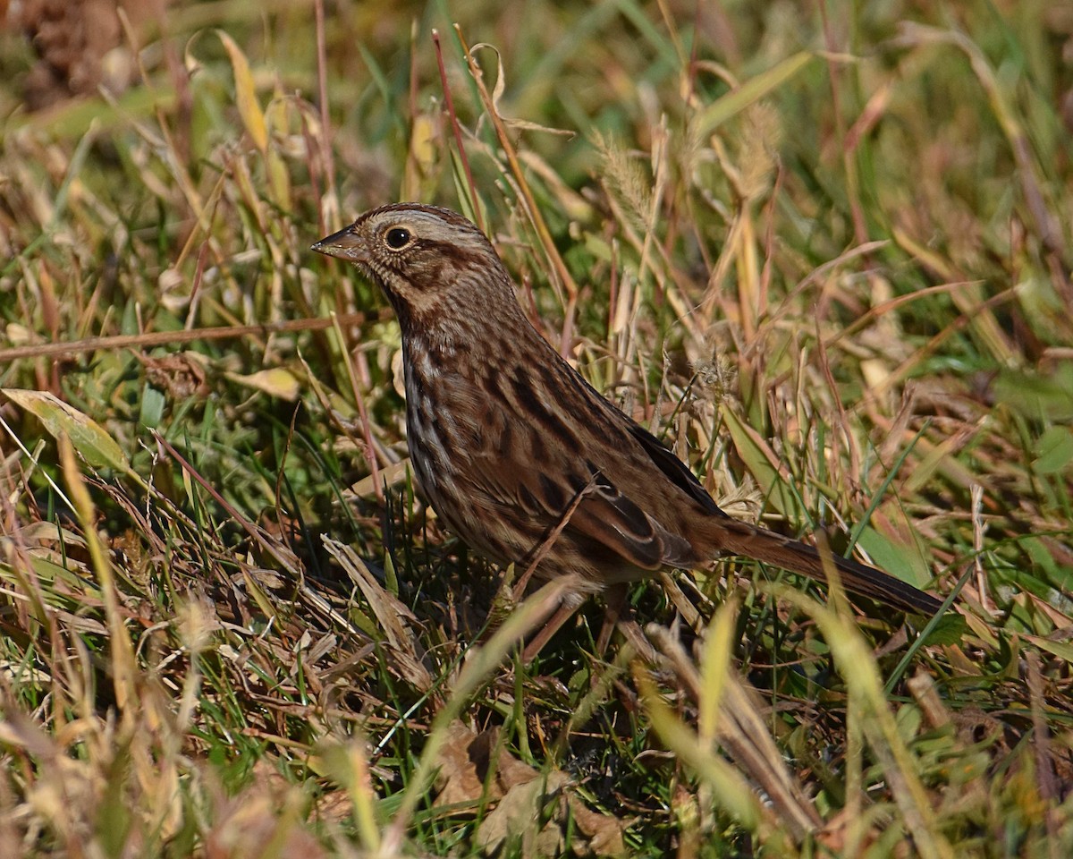 Song Sparrow - ML644701238