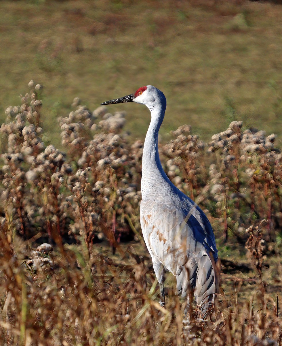 Sandhill Crane - ML644701240