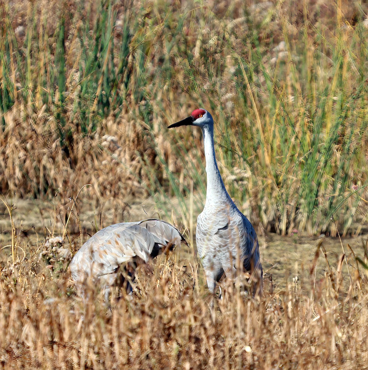 Sandhill Crane - ML644701241
