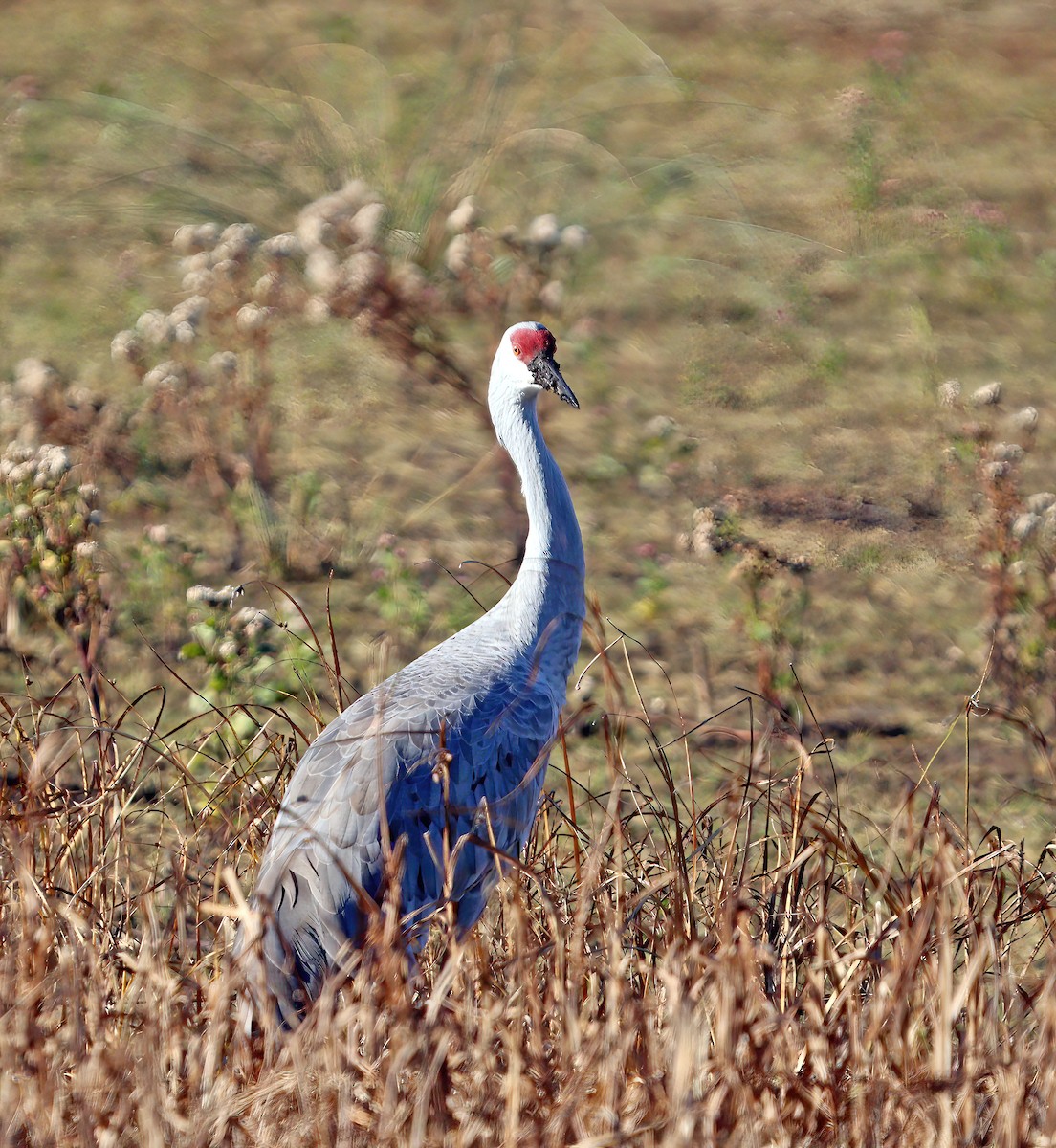 Sandhill Crane - ML644701242