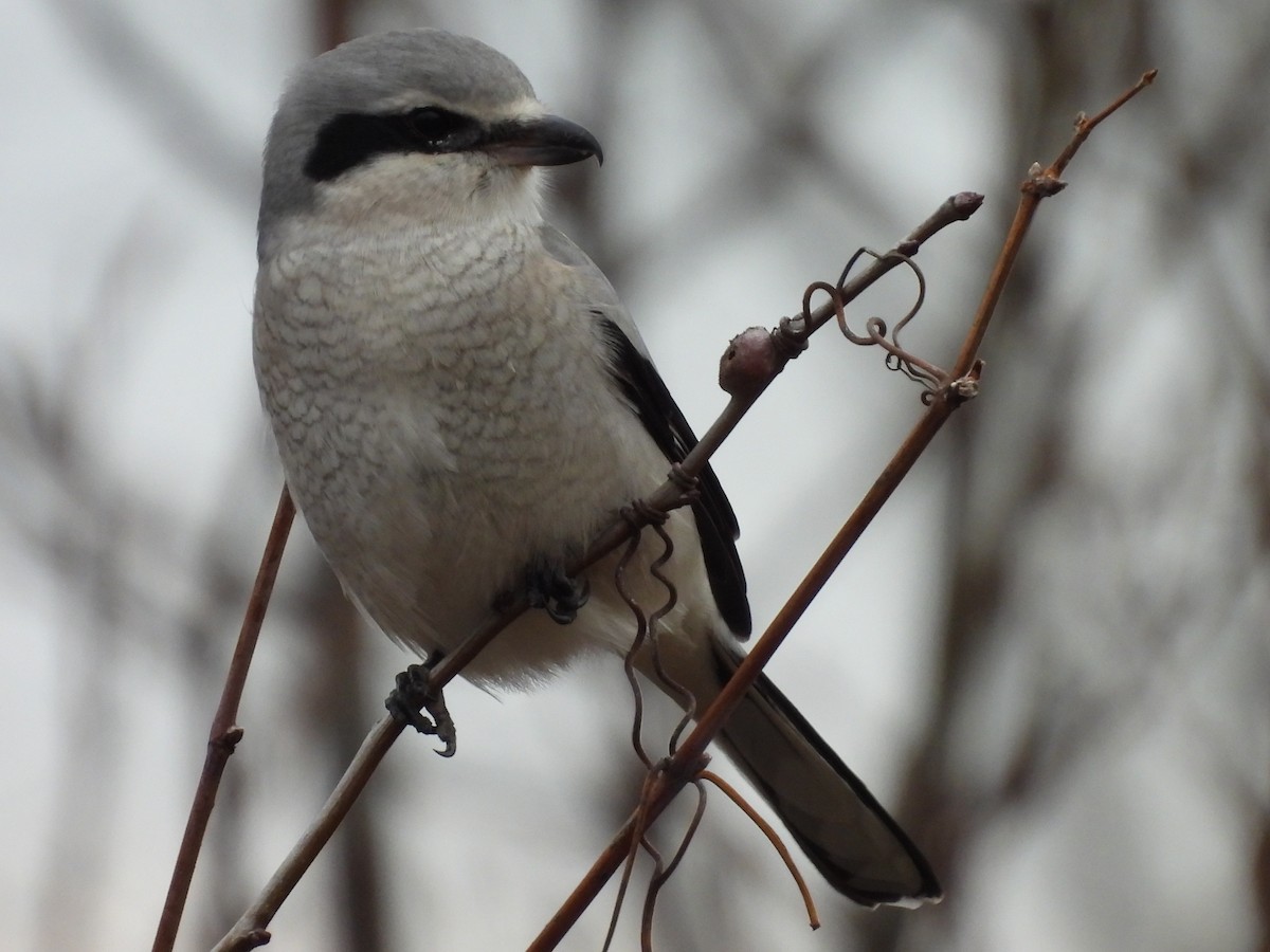 オオモズ - ML644701245