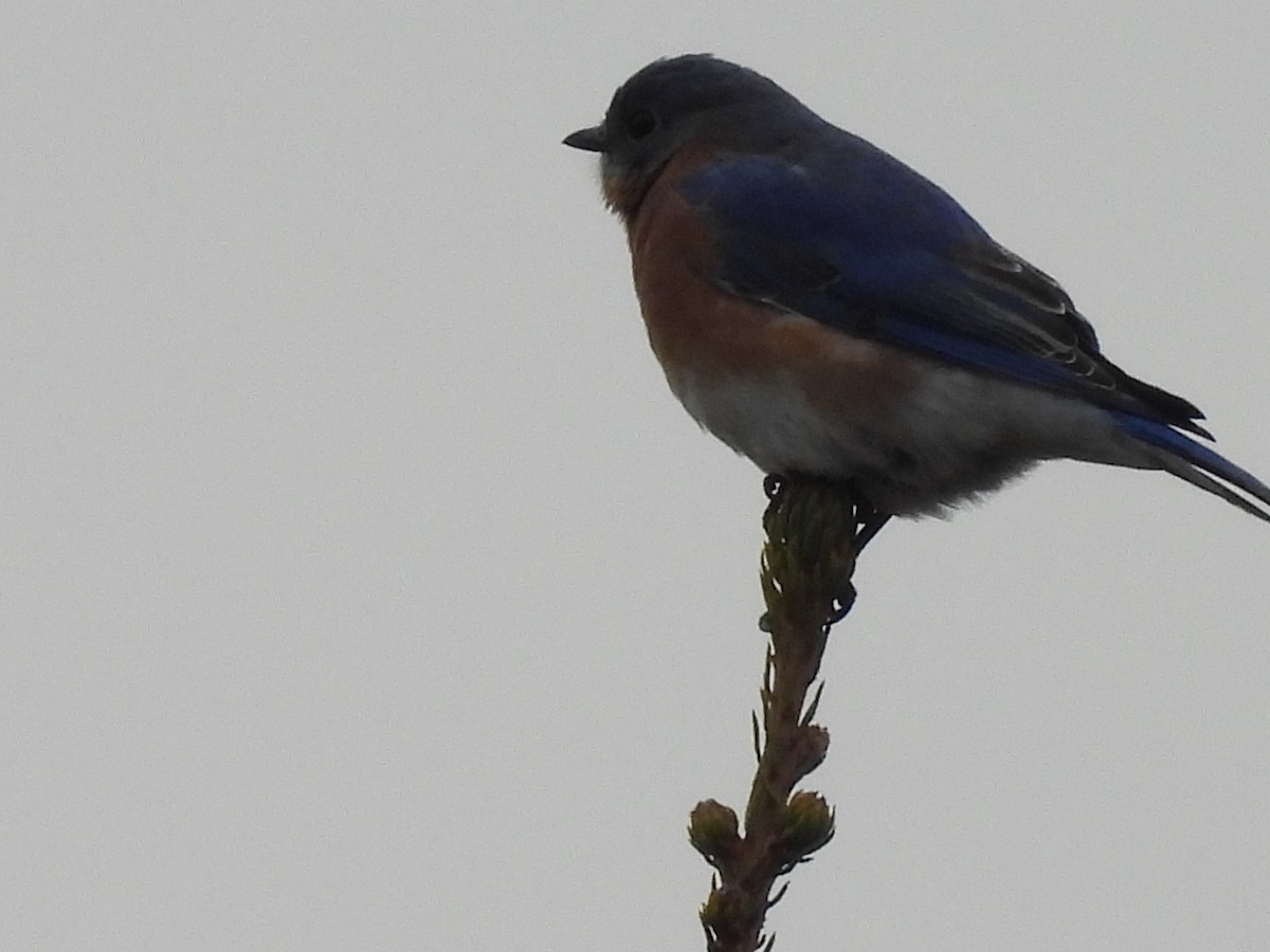 salašník modrý - ML644701252