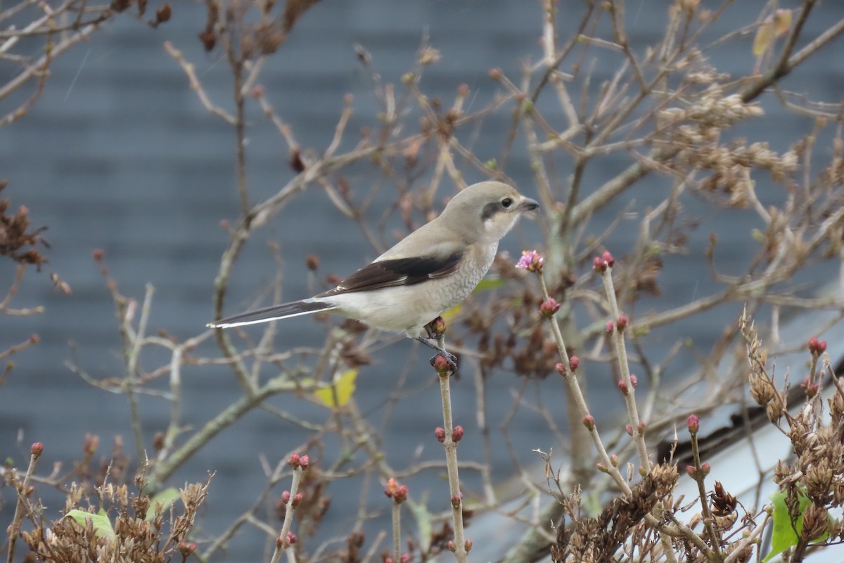 オオモズ - ML644701264