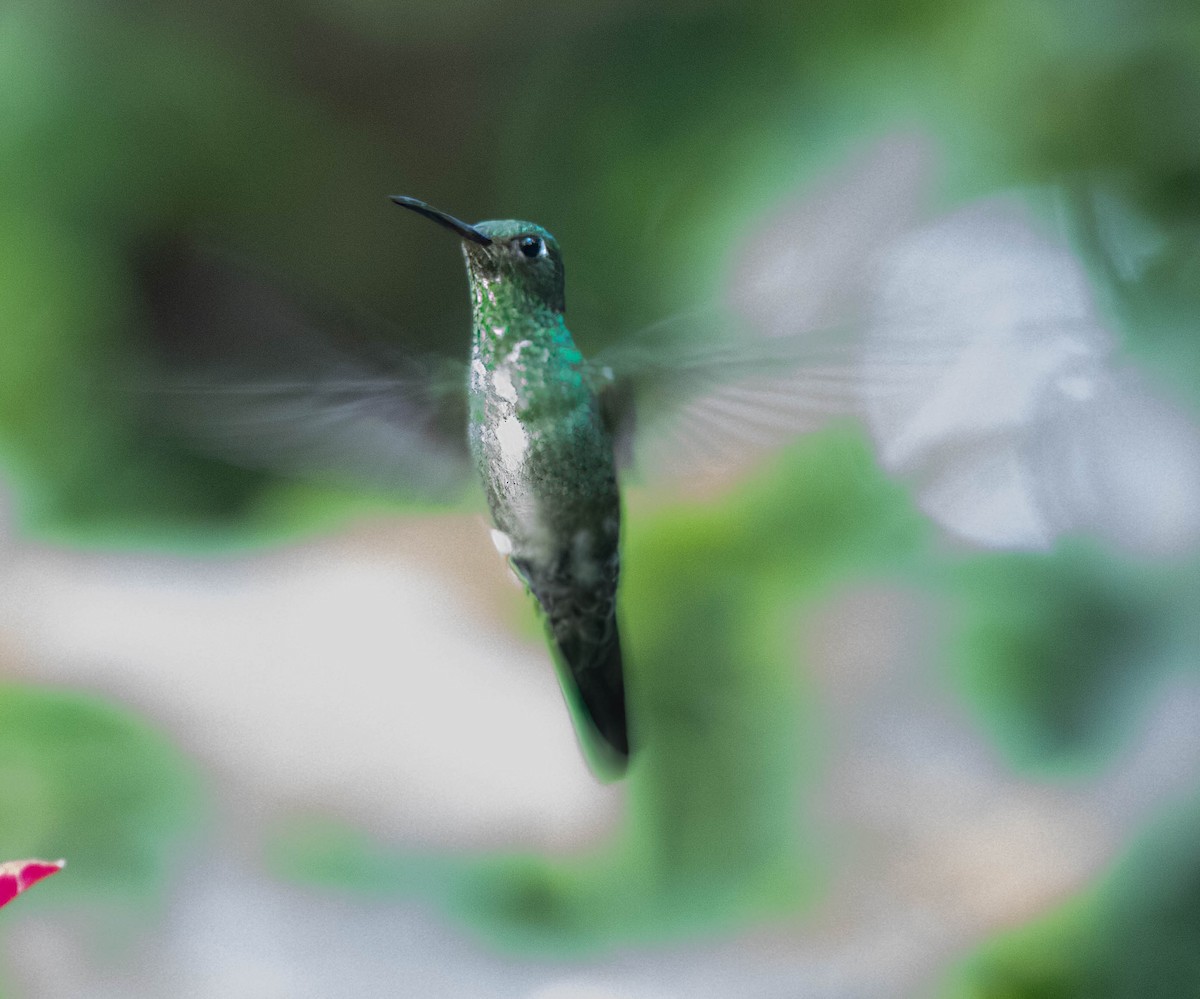 Colibri grivelé - ML644701265