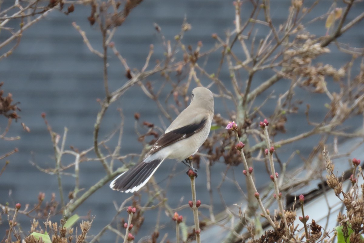 オオモズ - ML644701275