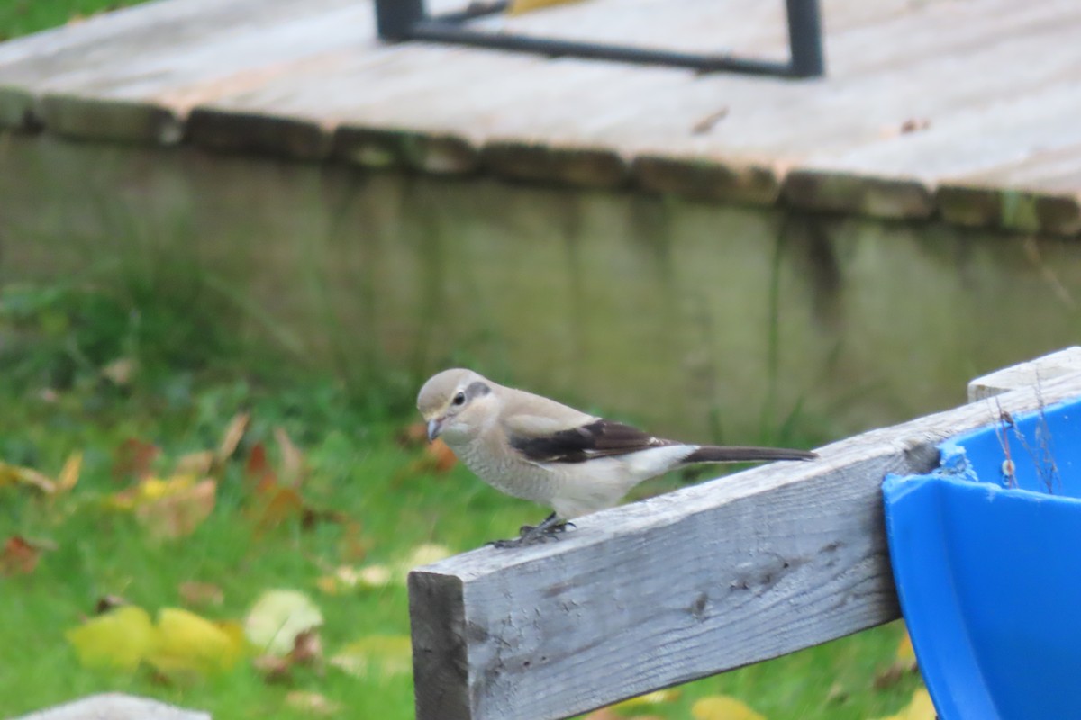 オオモズ - ML644701276