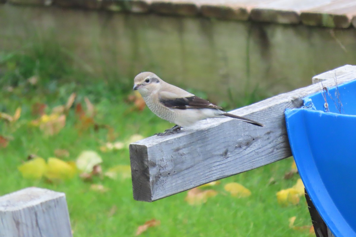 オオモズ - ML644701277