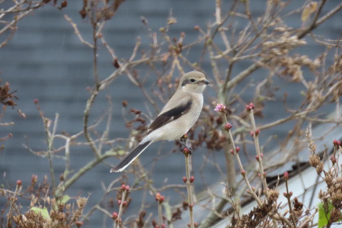 オオモズ - ML644701278