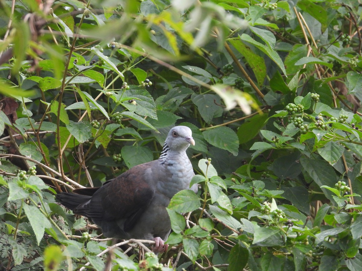 Nilgiri Wood-Pigeon - ML644701279