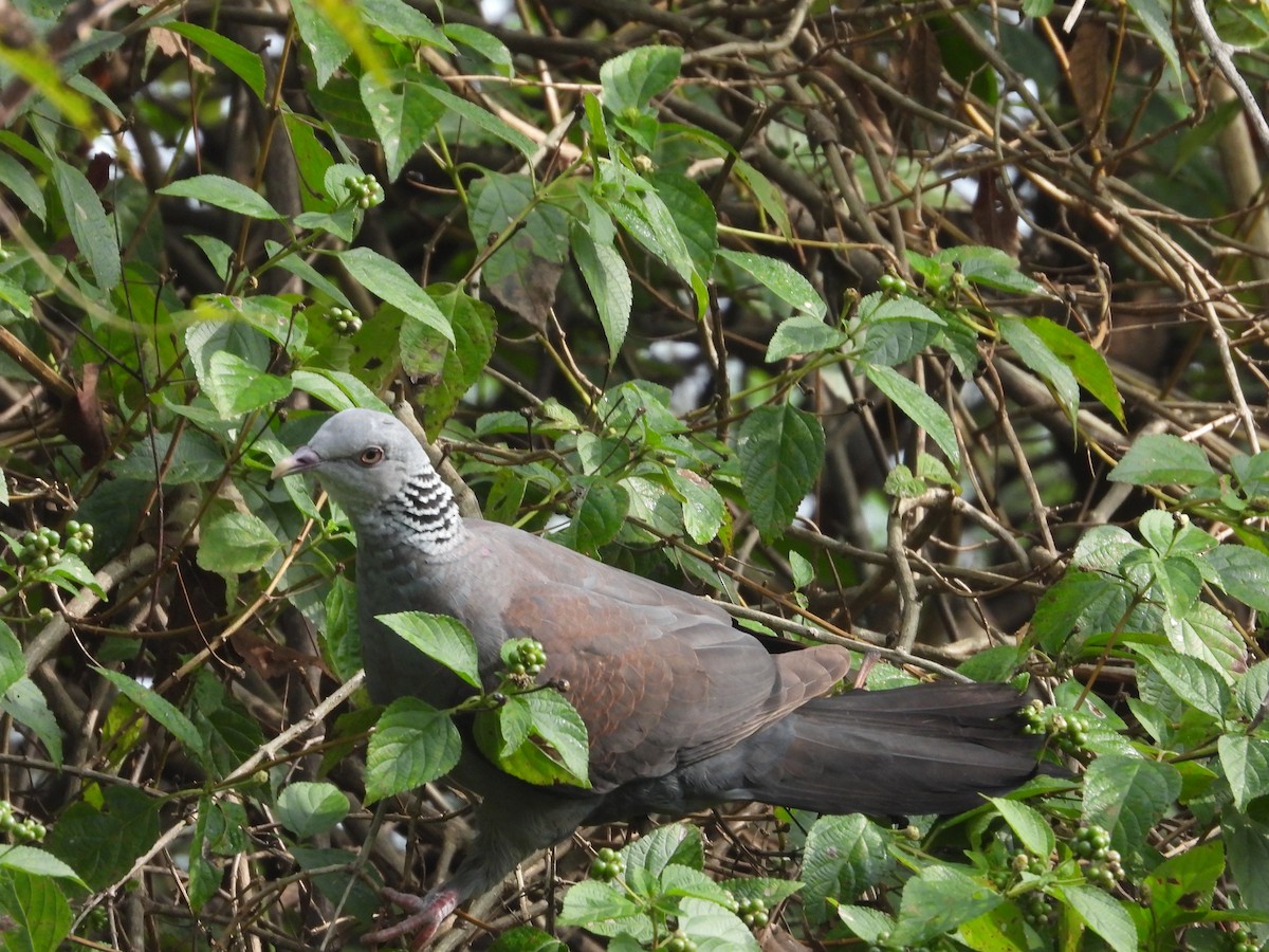 Nilgiri Wood-Pigeon - ML644701286