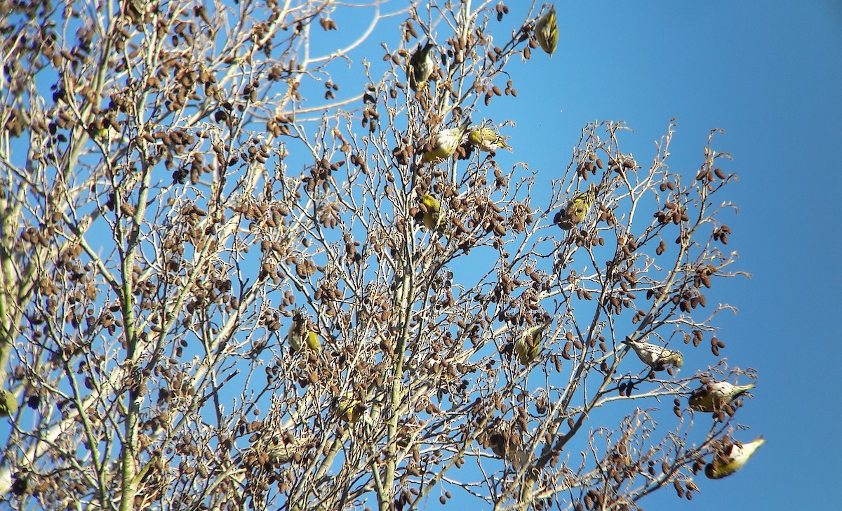 マヒワ - ML644701308