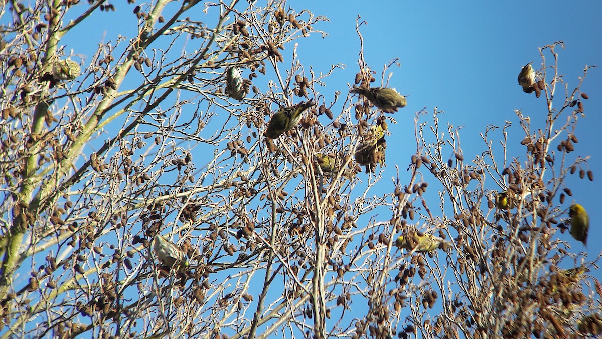 マヒワ - ML644701310