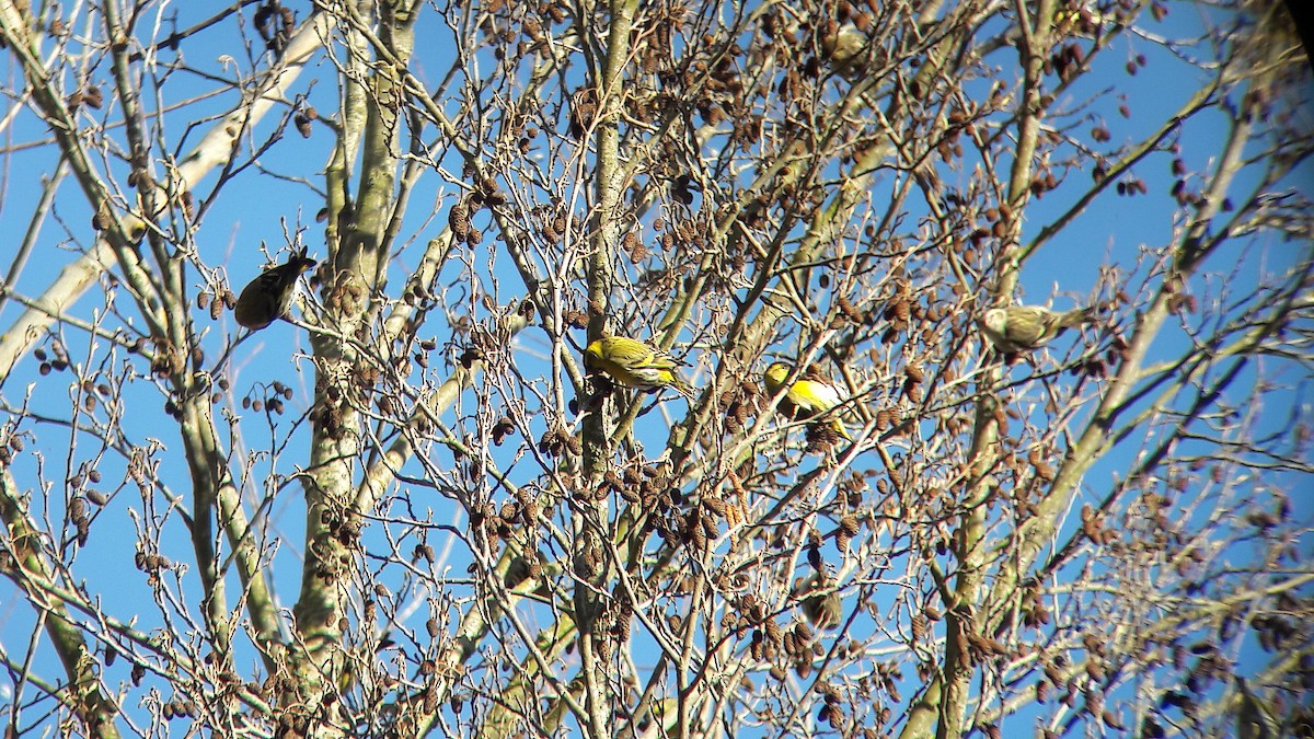 マヒワ - ML644701314