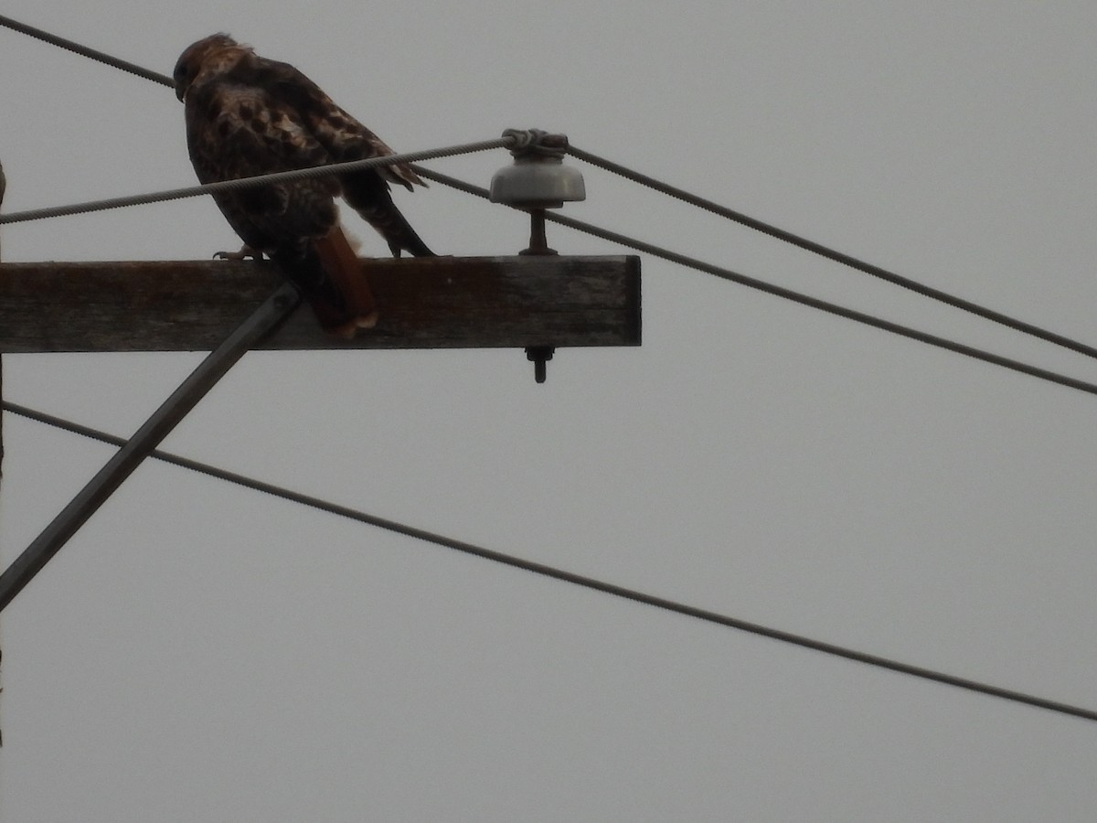 káně rudochvostá - ML644701319